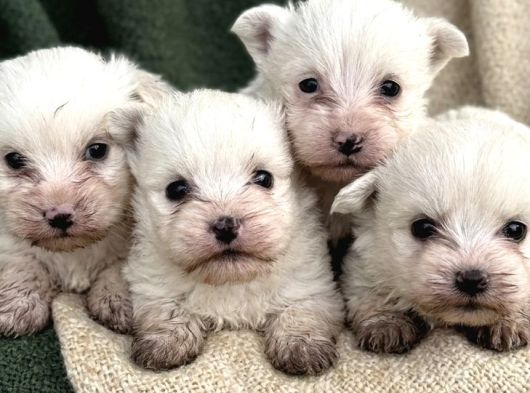 Maltese Terrier Yavrular