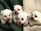 Maltese Terrier Yavrular