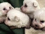 Maltese Terrier Yavrular
