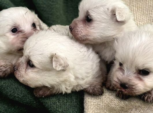 Maltese Terrier Yavrular görsel