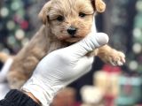 Kore Minik Maltipoo Yavruları
