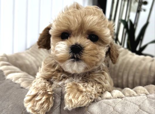 Bi̇blo Gi̇bi̇ Malti̇poo Yavrulari