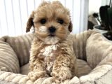 Bi̇blo Gi̇bi̇ Malti̇poo Yavrulari