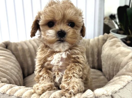 Bi̇blo Gi̇bi̇ Malti̇poo Yavrulari görsel