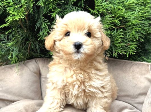 Sütlü Kahve Renkte Malti̇poo Yavrulari