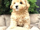 Sütlü Kahve Renkte Malti̇poo Yavrulari