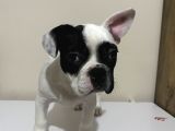 3 Aylık Yavru French Bulldog