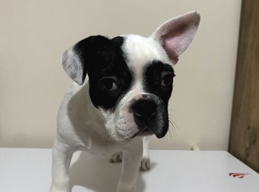 3 Aylık Yavru French Bulldog