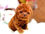 Show Kalite Red Brown Toy Poodle Bebeklerim