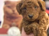 Safkan Toy Poodle Yavrularımız Danışmanlık Hizmeti Ile