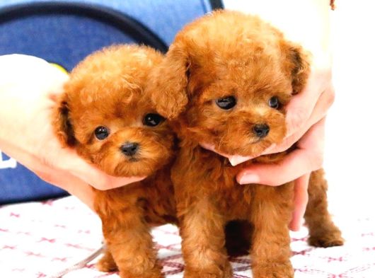 Süper Kalitedeki Kore Kani Toy Poodle Bebeklerimiz görsel