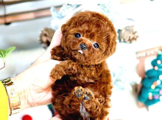 Show Kalite Red Brown Toy Poodle Bebeklerim görsel