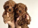 Safkan Toy Poodle Yavrularımız Danışmanlık Hizmeti Ile