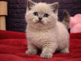 Bri̇ti̇sh Shorthai̇r Bebeklerimiz