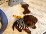 Safkan Toy Poodle Yavrularımız Danışmanlık Hizmeti Ile