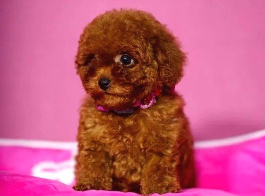 Mükemmel Poodle Yavrularimiz