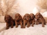 Mükemmel Poodle Yavrularimiz