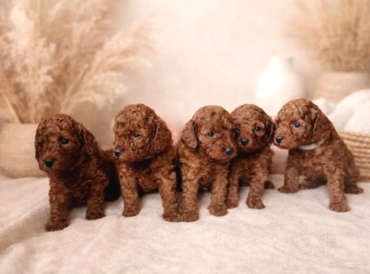 Mükemmel Poodle Yavrularimiz görsel