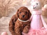 Mükemmel Poodle Yavrularimiz