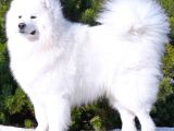 Bembeyaz Güzellikler Safkan Samoyed Yavruları Mama Ve Malze