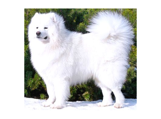 Bembeyaz Güzellikler Safkan Samoyed Yavruları Mama Ve Malze görsel