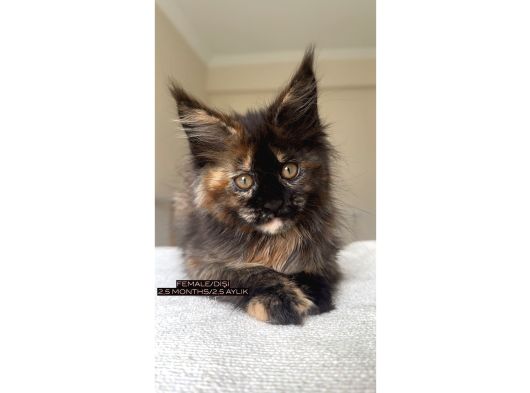 Türkiyenin Her Yerine Bizzat Teslim Dişi Maine Coon görsel
