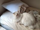 6 Aylık Dişi Kısırlaştırılmamış