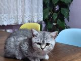 3 Aylık Yavrularımız Shorthair Ve Longhair