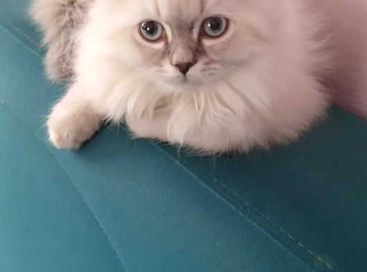 3 Aylık Yavrularımız Shorthair Ve Longhair görsel