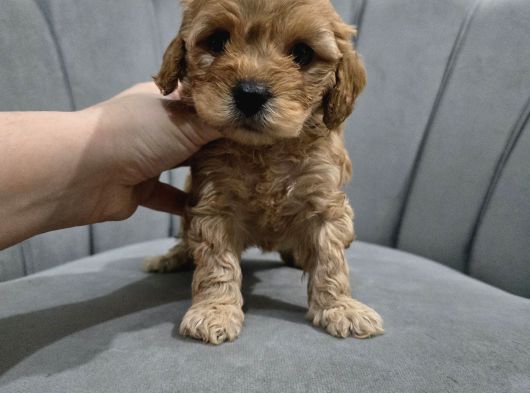 Mini Boy Maltipo Yavrumuz görsel