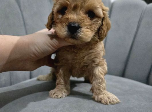 Mini Boy Maltipo Yavrumuz görsel