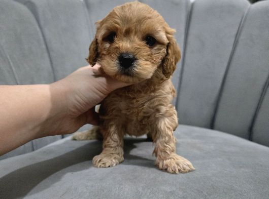 Mini Boy Maltipo Yavrumuz