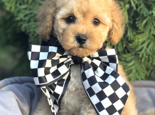 Malti̇poo Ci̇nsi̇ Yavrular Ev Üreti̇mi̇