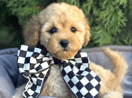 Malti̇poo Ci̇nsi̇ Yavrular Ev Üreti̇mi̇ görsel