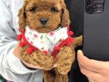 Toy Poodle Sevi̇mli̇ Yavrular Ev Üreti̇mi̇