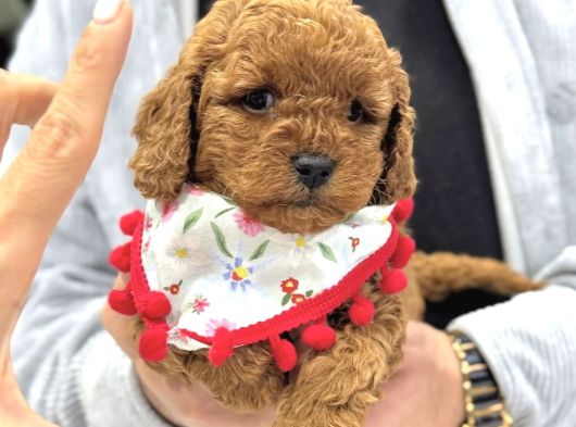 Toy Poodle Sevi̇mli̇ Yavrular Ev Üreti̇mi̇ görsel