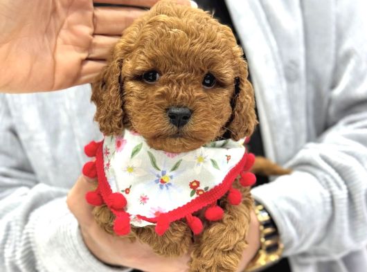 Toy Poodle Sevi̇mli̇ Yavrular Ev Üreti̇mi̇