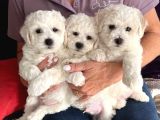 KAR BEYAZ MALTESE TERRİER CİNSLERİ
