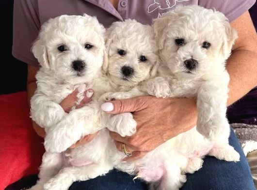 Kar Beyaz Maltese Terri̇er Ci̇nsleri̇