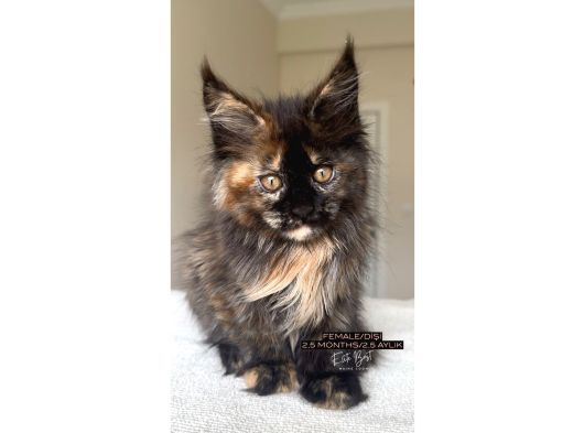 Türkiyenin Her Yerine Bizzat Teslim Dişi Maine Coon