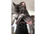 Türkiyenin Her Yerine Bizzat Teslim Dişi Maine Coon