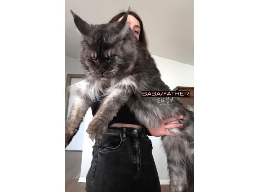 Türkiyenin Her Yerine Bizzat Teslim Dişi Maine Coon görsel