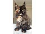 Türkiyenin Her Yerine Bizzat Teslim Dişi Maine Coon