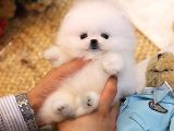 Pomeranian yavrularımız üst kalite yurtdışı girişli