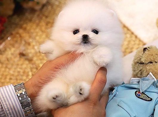 Pomeranian Yavrularımız Üst Kalite Yurtdışı Girişli