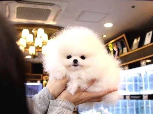 Pomeranian Kar Beyaz Yavrularımız Yurtdışı Pasaportlu