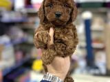 Toy Poodle Kore Kan Yavrularımız Red Brown