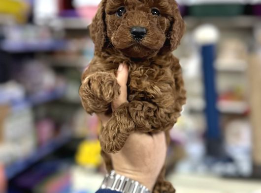 Toy Poodle Kore Kan Yavrularımız Red Brown görsel