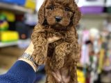 Toy poodle kore kan bebeklerimiz ilk aşıları yapıldı