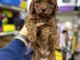 Toy Poodle Kore Kan Bebeklerimiz Ilk Aşıları Yapıldı